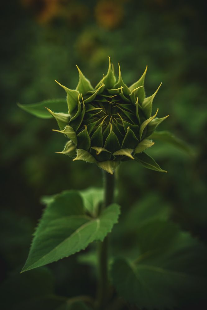 Подсолнушек