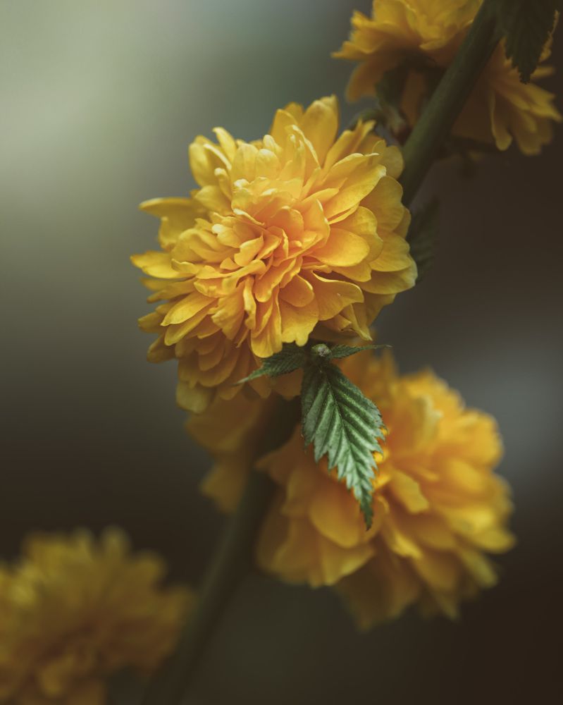 Photograph by Анна Тен