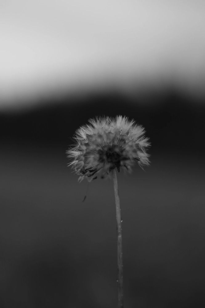 Photograph by Алина Щекотова