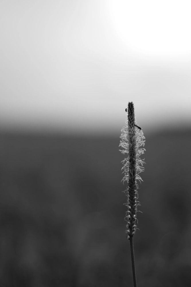 Photograph by Алина Щекотова