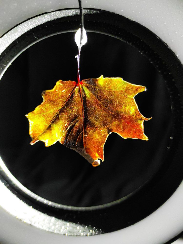 Фотография автора Марина Алексеевская