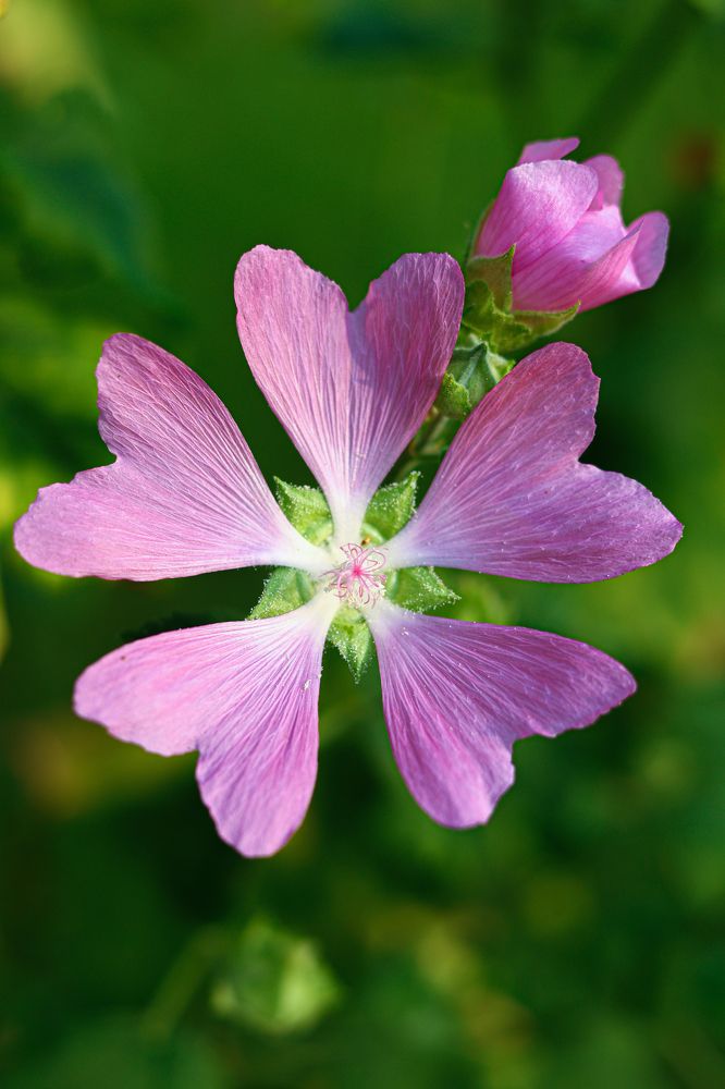 Photograph by Наталья Малышева