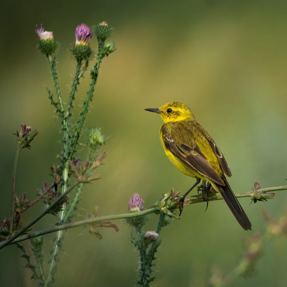 Фотография автора Владислав Белоус