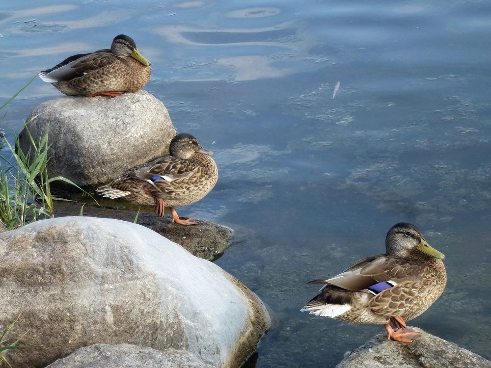 Photograph by Надежда Тузова