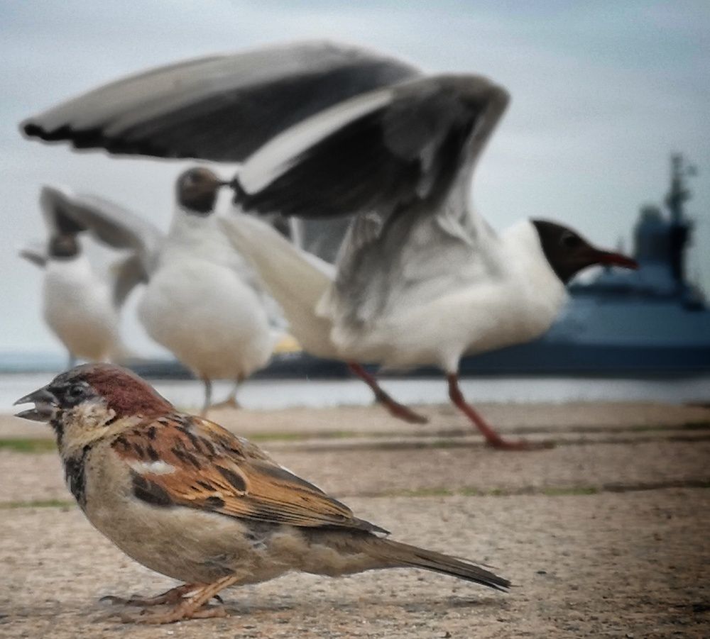 Photograph by Кривенко Владимир