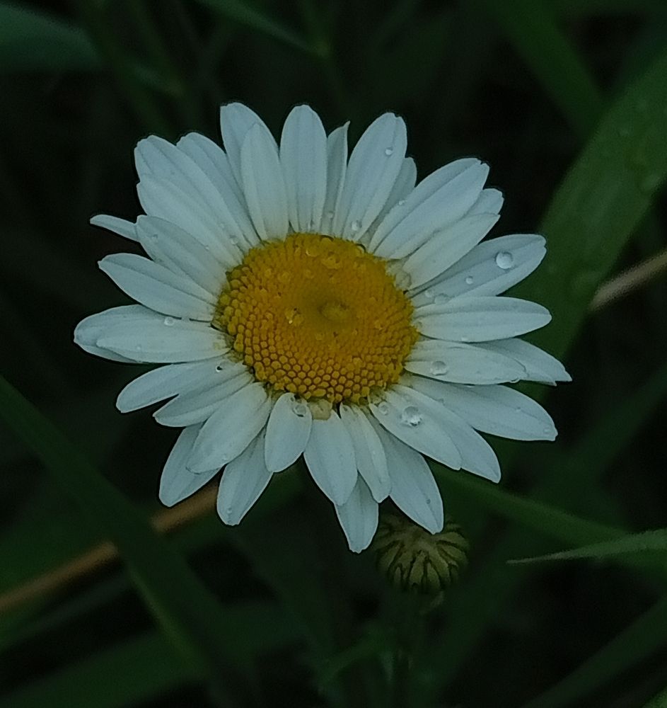Photograph by Анна Кудинкина