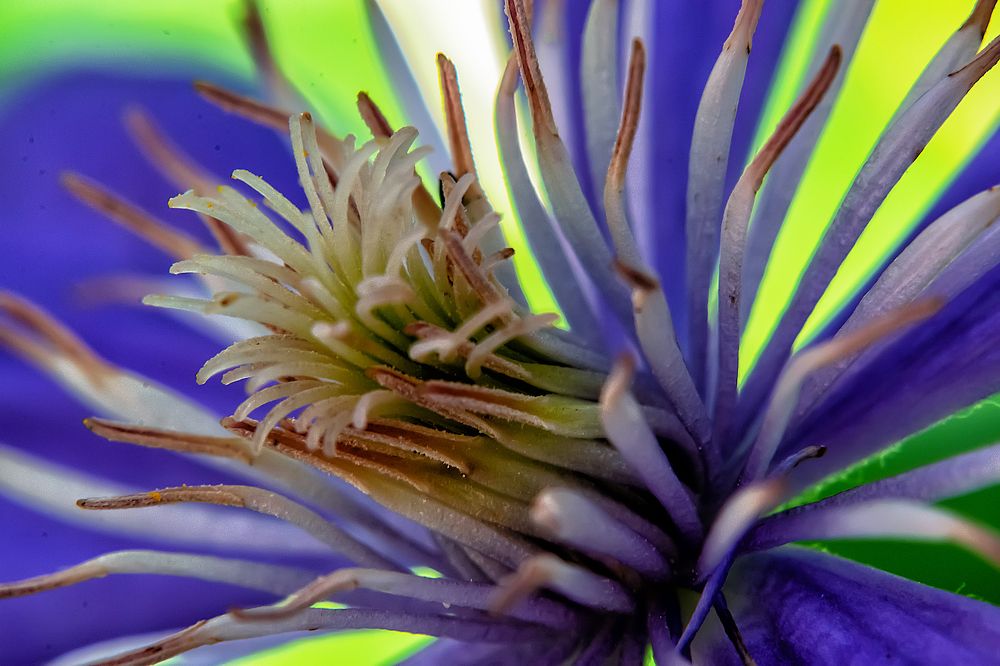 Цветок в цветке