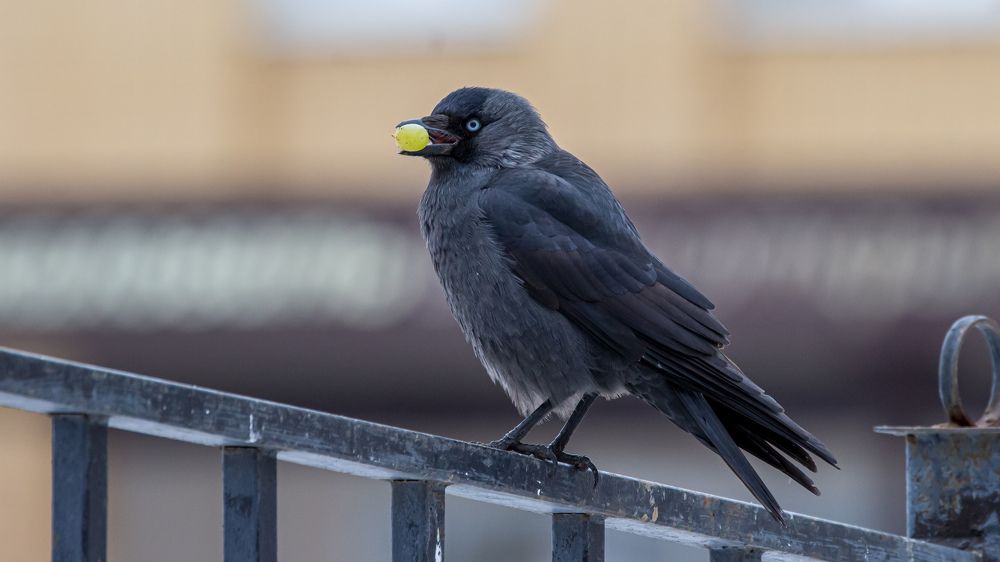 Виноградинка