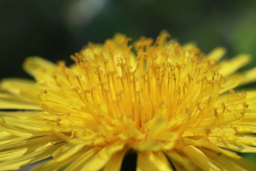 Photograph by Елена Тимченко