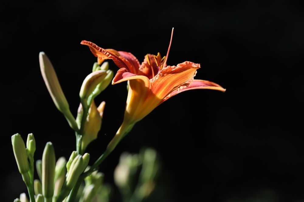 Photograph by Елена Тимченко