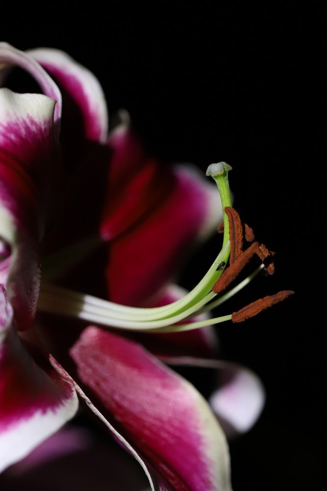 Photograph by Елена Тимченко