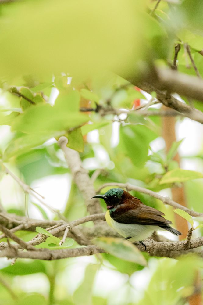 Photograph by Hashin Maharambage