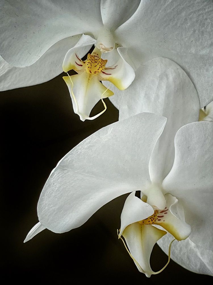 Photograph by Светлана Горн