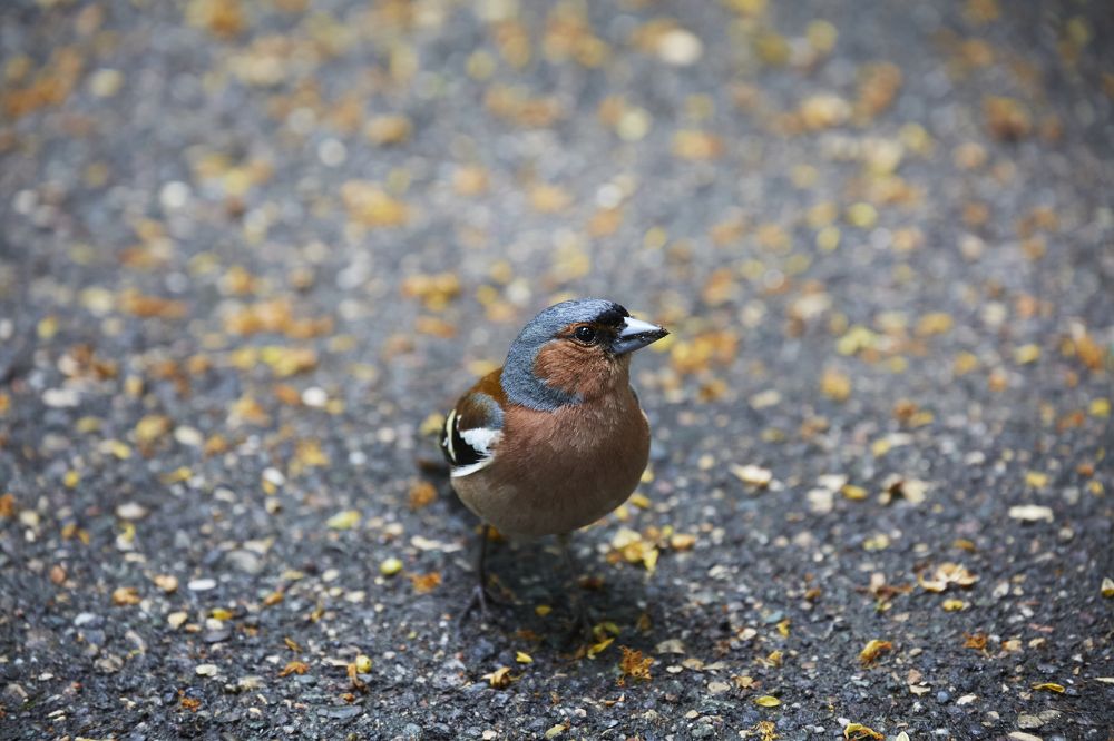 Фотография автора Илья Шишков
