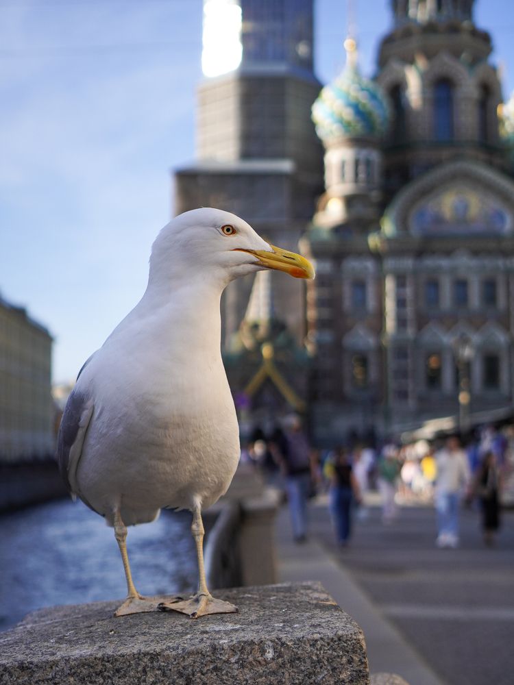 Петербургская чайка