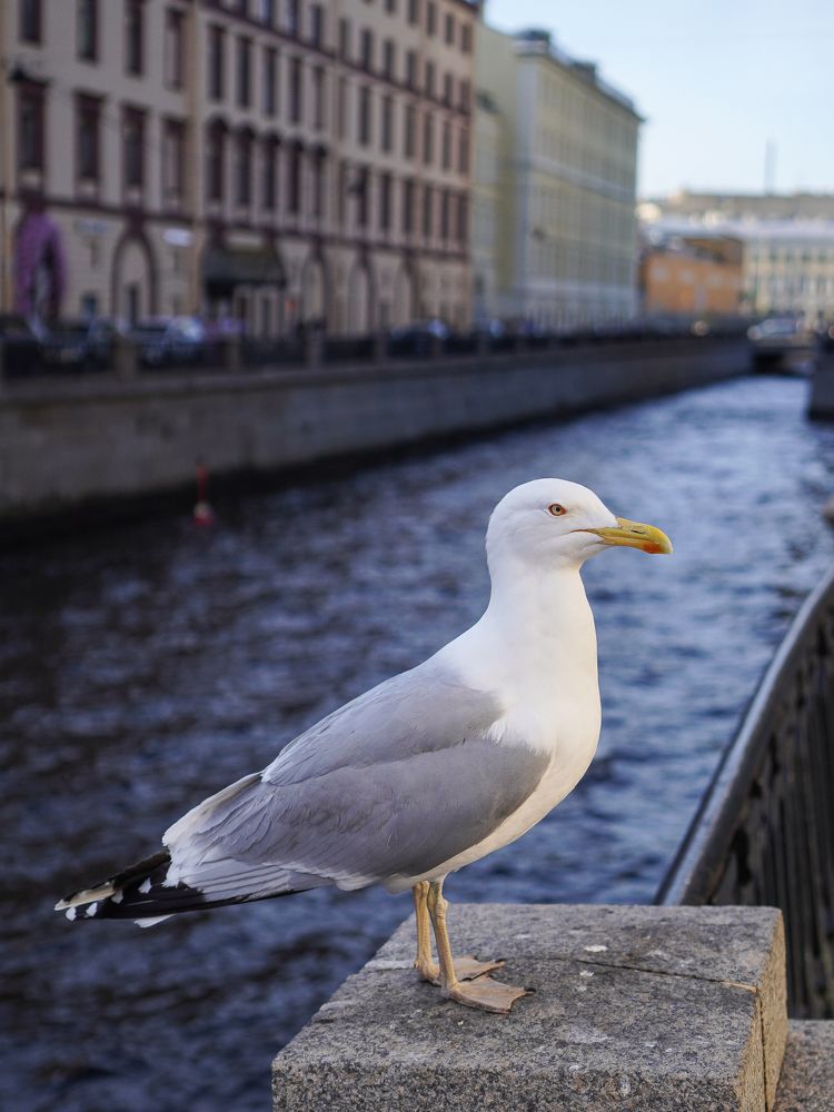 Photograph by Дмитрий Хорошилов