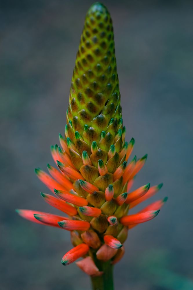 flowering aloe