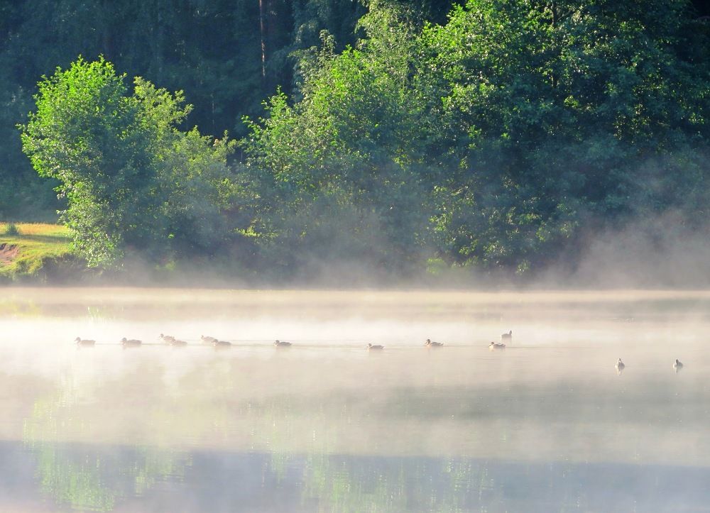 Плывущие в утреннем тумане