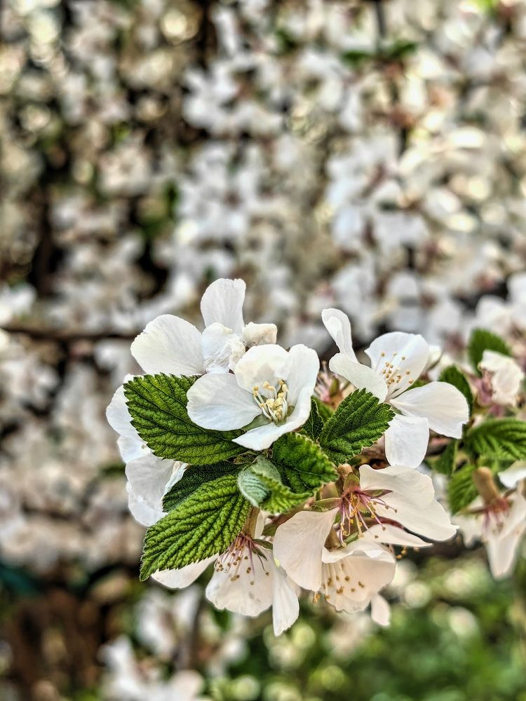 Photograph by Александра Жихарева