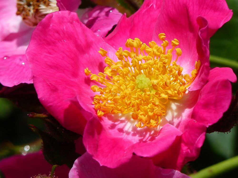 Photograph by Isabella Northrop