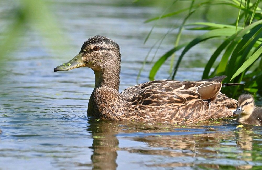 Фотография автора IRINA FILIPPOVA