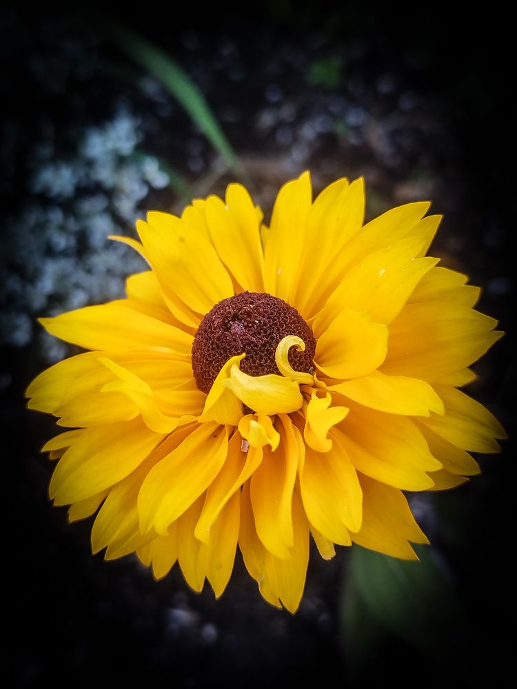 Фотография автора Clarise Joy Evangelista