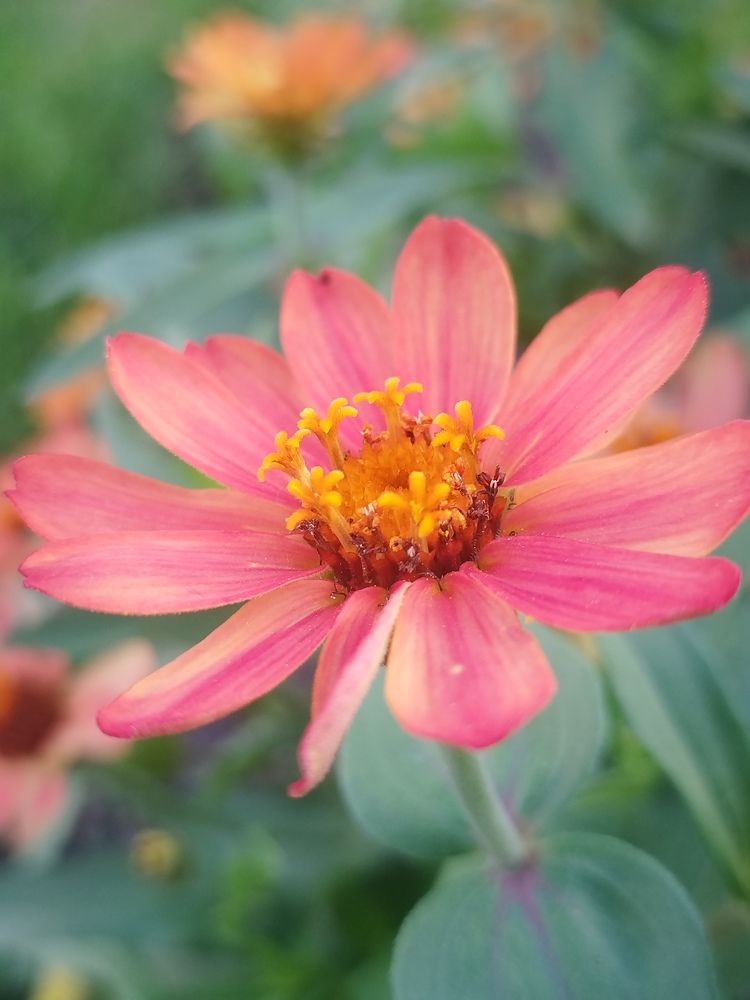 Zinnia: Thoughts of friends