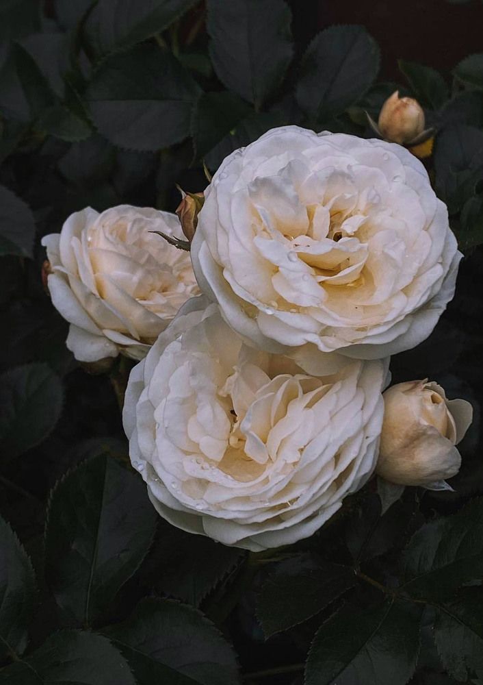 Photograph by Светлана Долганова