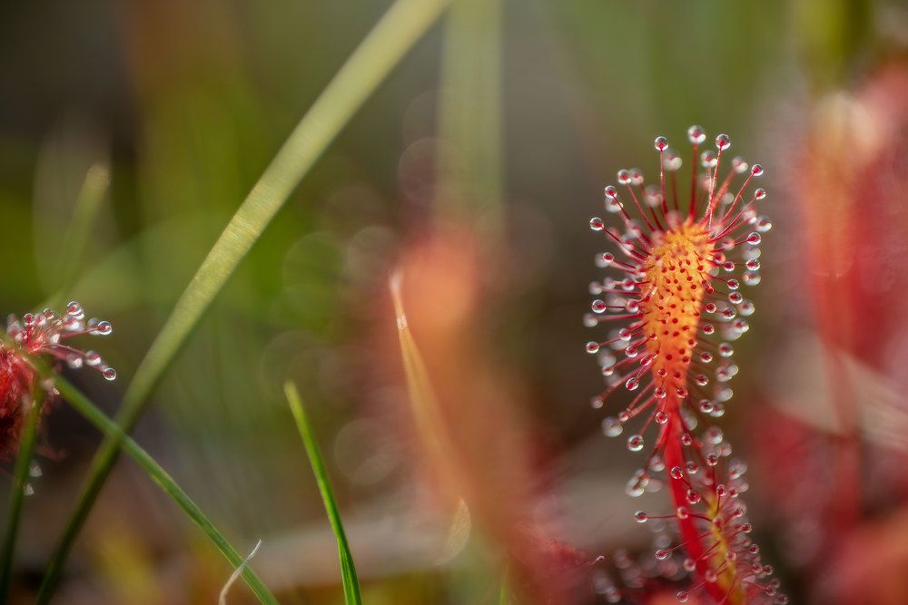 Росянка английская