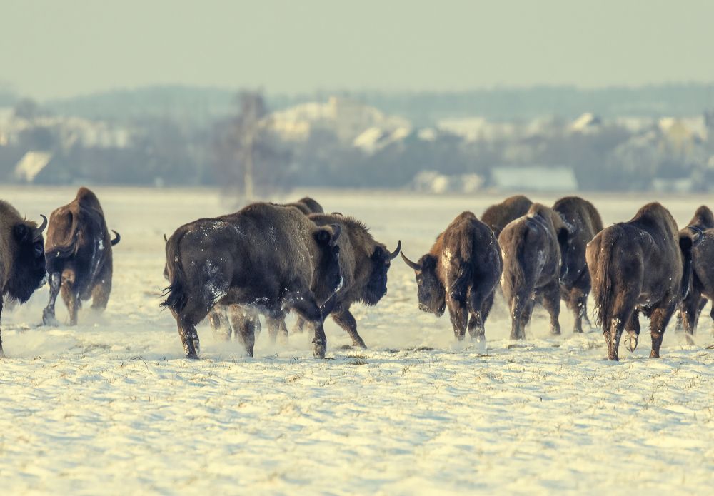 Photograph by Валерия Трейтяк