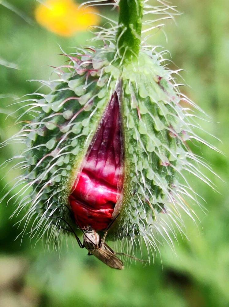 Photograph by Надежда Батракова