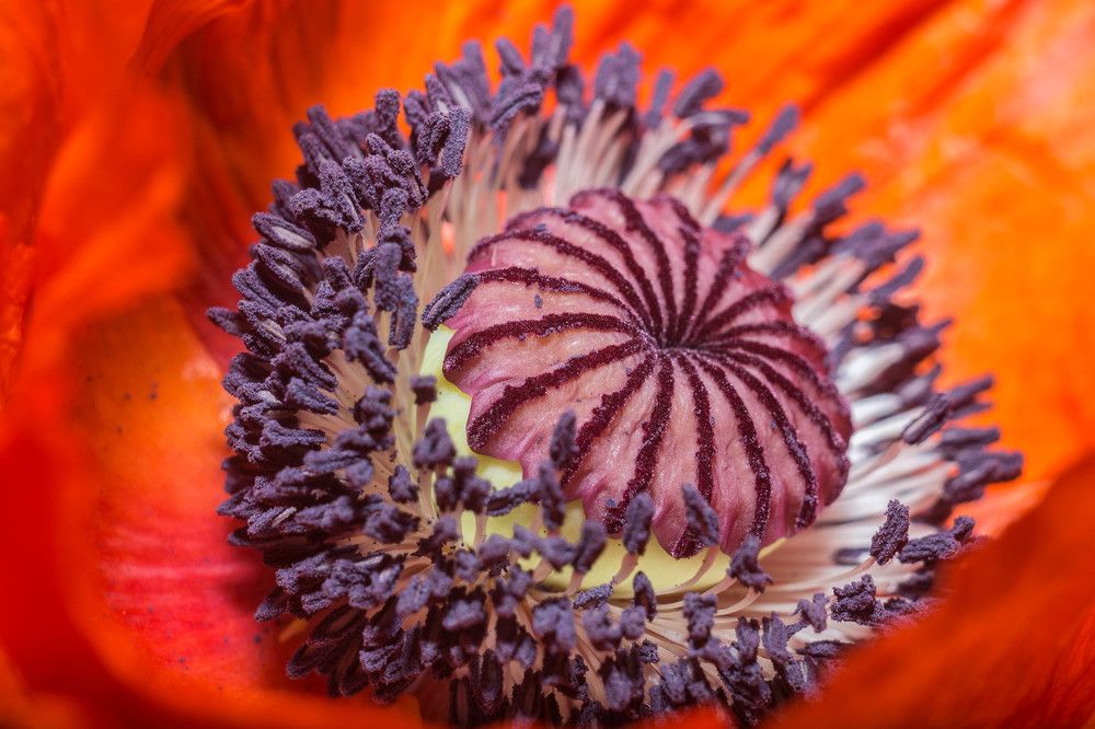 Photograph by Людмила Прибылова