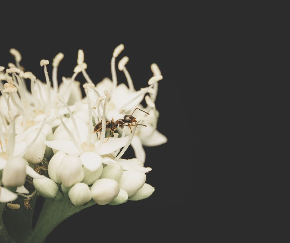 Photograph by Гукасян Геворк