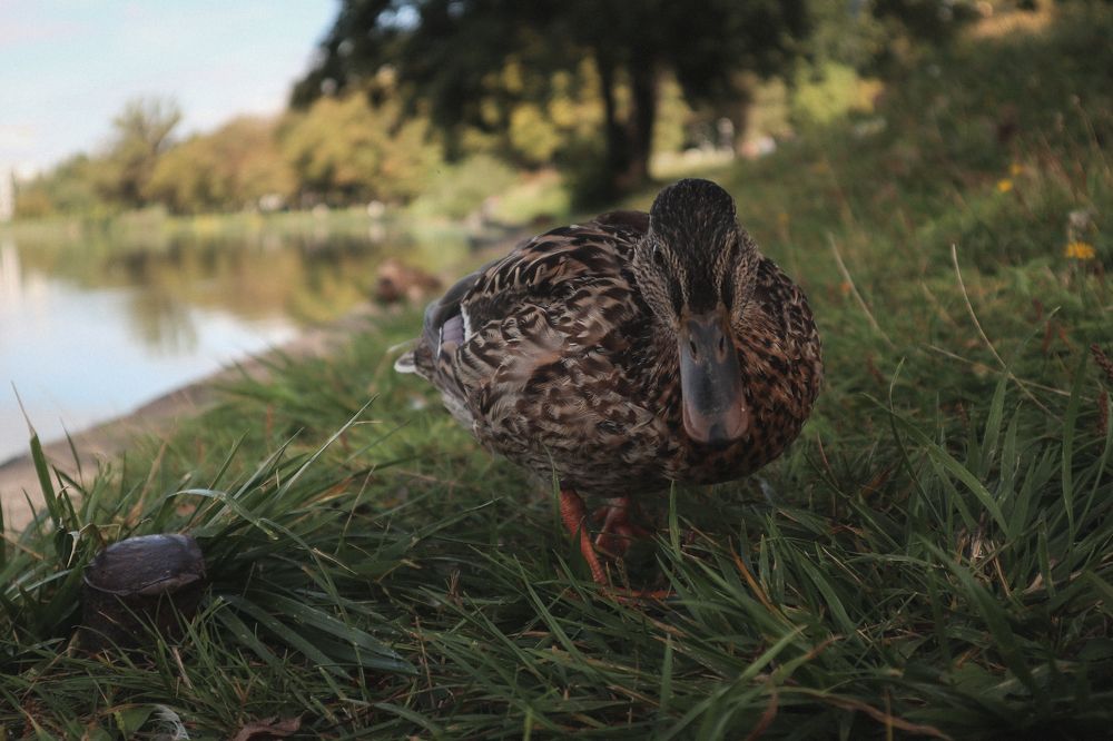 Photograph by Александра Кропивка