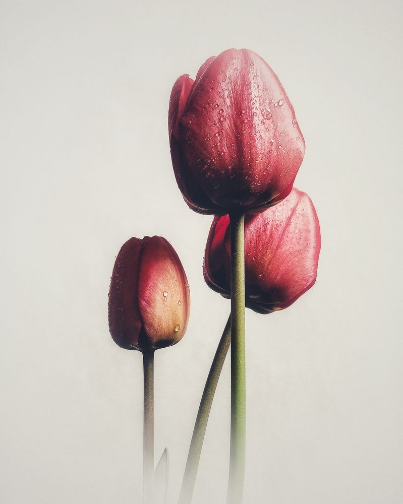 Photograph by Александра Кропивка