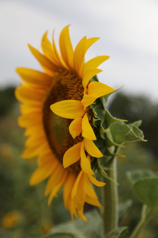 Солнышек-подсолнушек