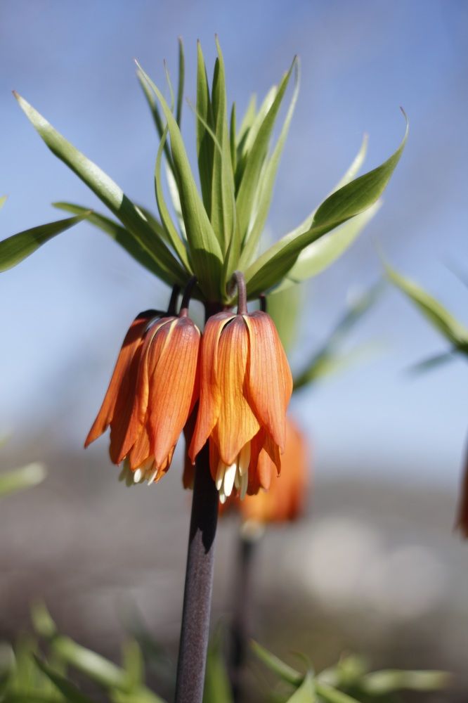 Рябчик императорский