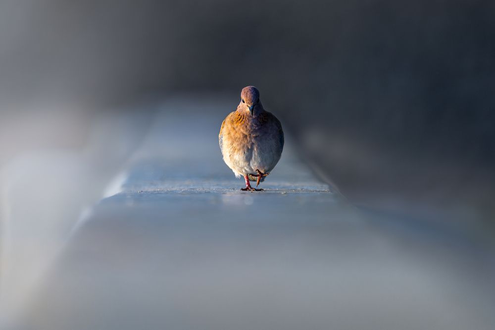 Photograph by Jayakumar MN