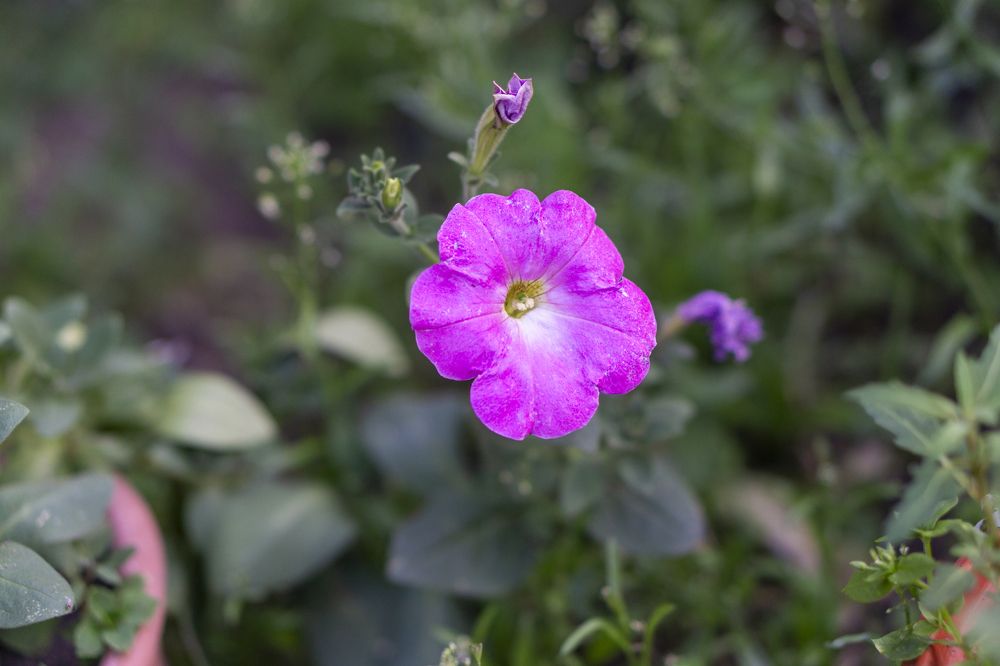 Photograph by Александр Пургин