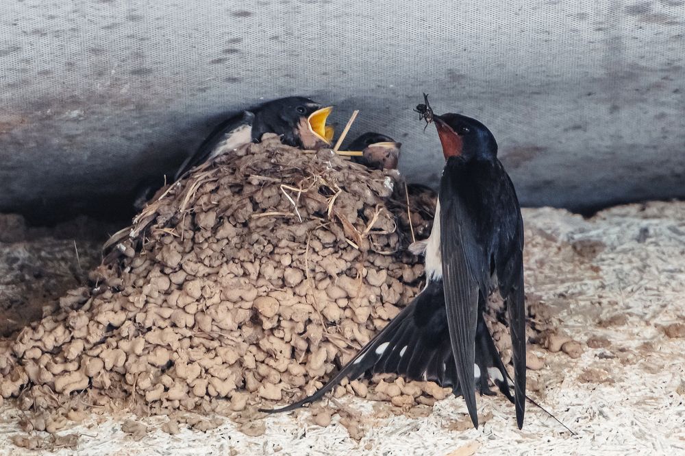 Photograph by Мария Новоселецкая