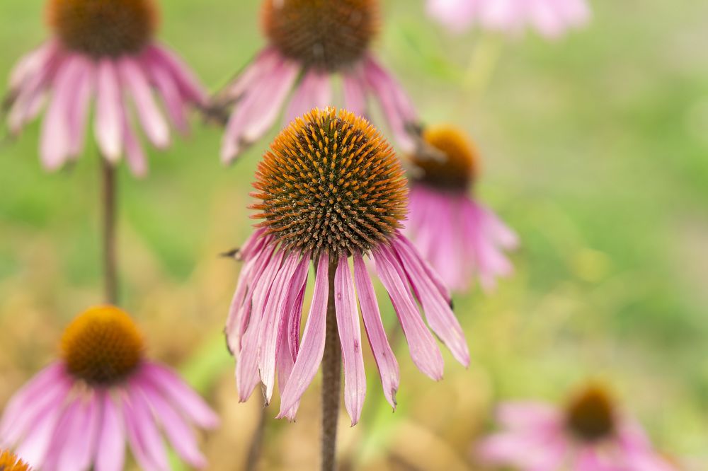 Photograph by Александр Пургин