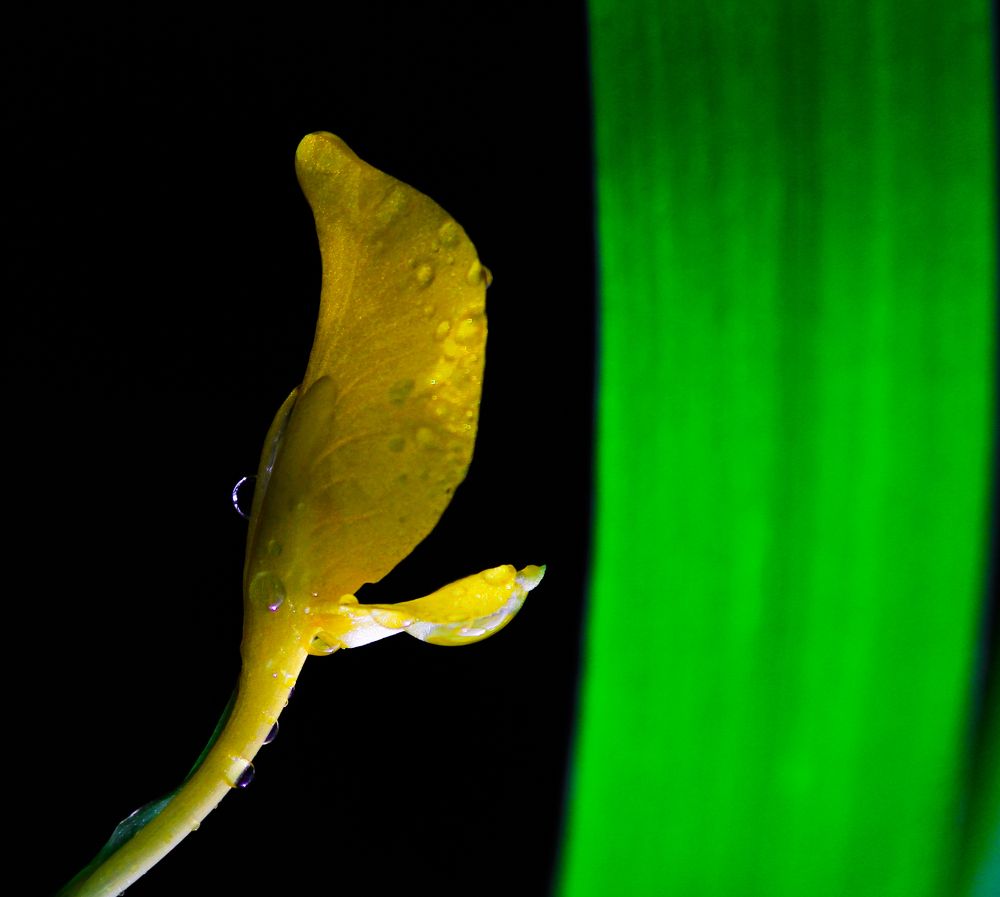 Photograph by Pheap Sophinh