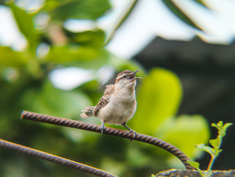 Morning visitor