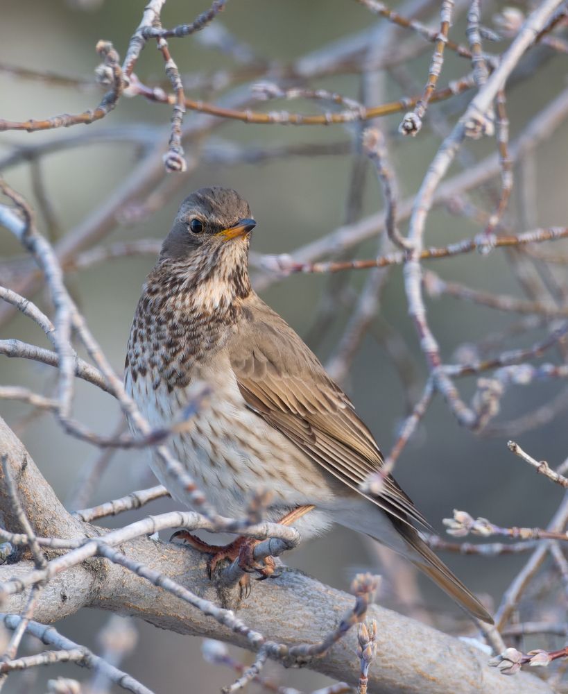 Дрозд-рябинник