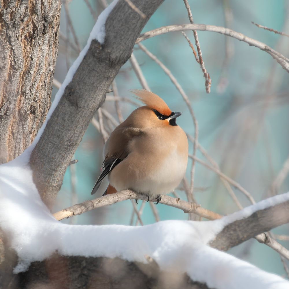 Свиристель