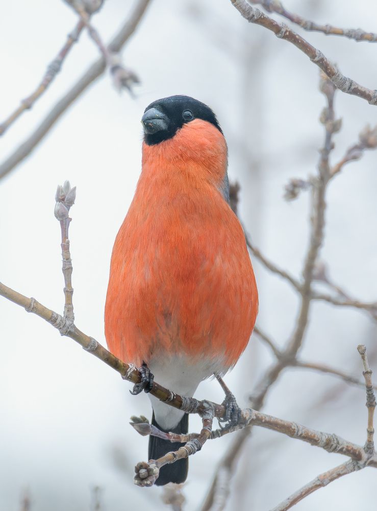 Photograph by Леонтьев Константин