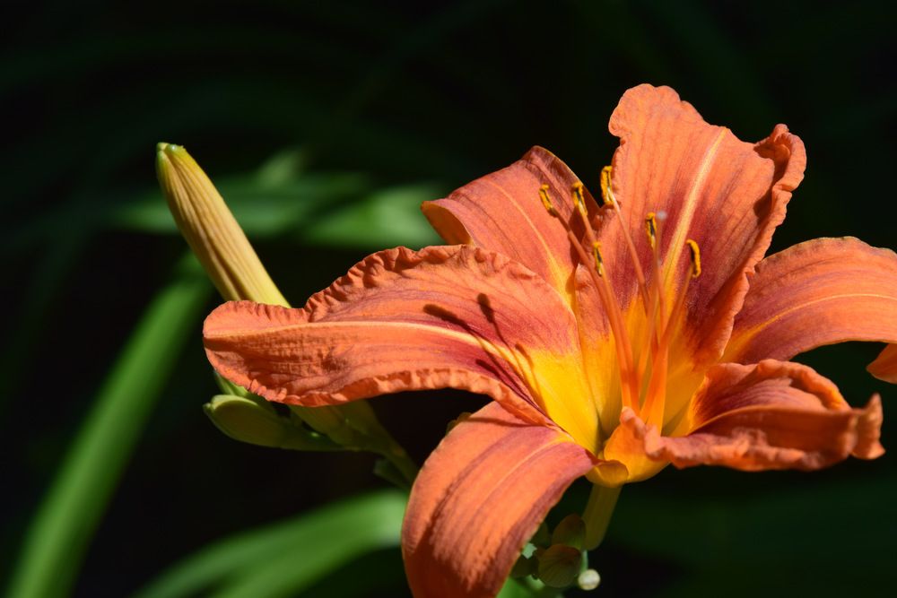 Photograph by Ирина Федичева