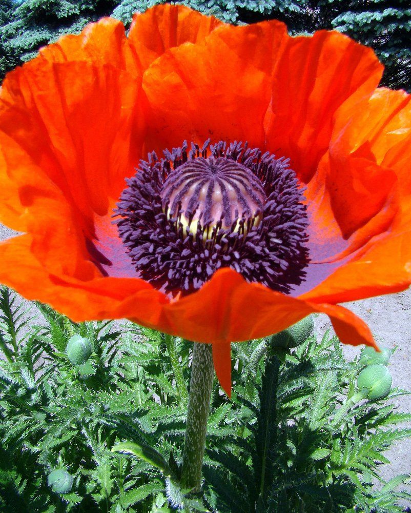 Photograph by Ирина Федичева