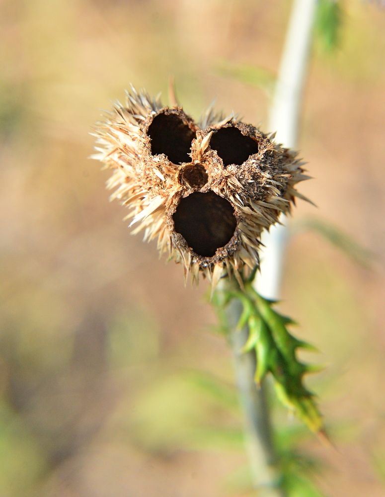 Photograph by Алексей Volg