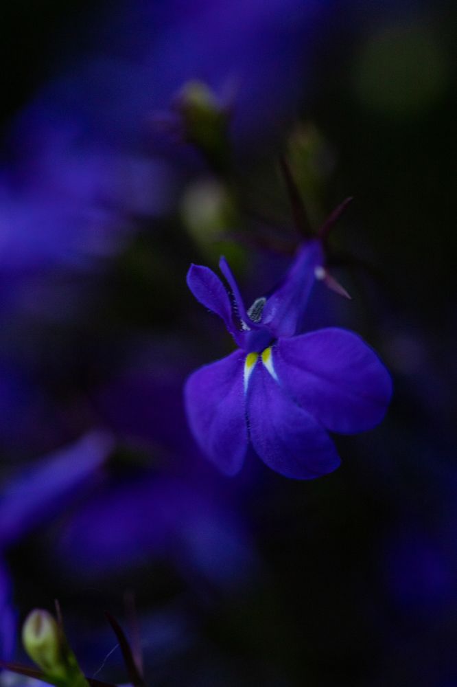 Photograph by Анна Оськина